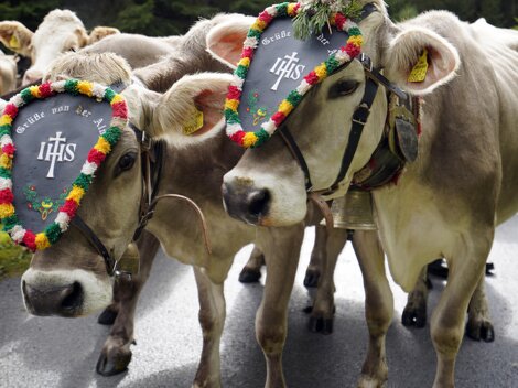 Zwei Kühe stehen auf einer Straße und tragen bunte, geschmückte Halsbänder. Im Hintergrund sind weitere Kühe zu sehen.