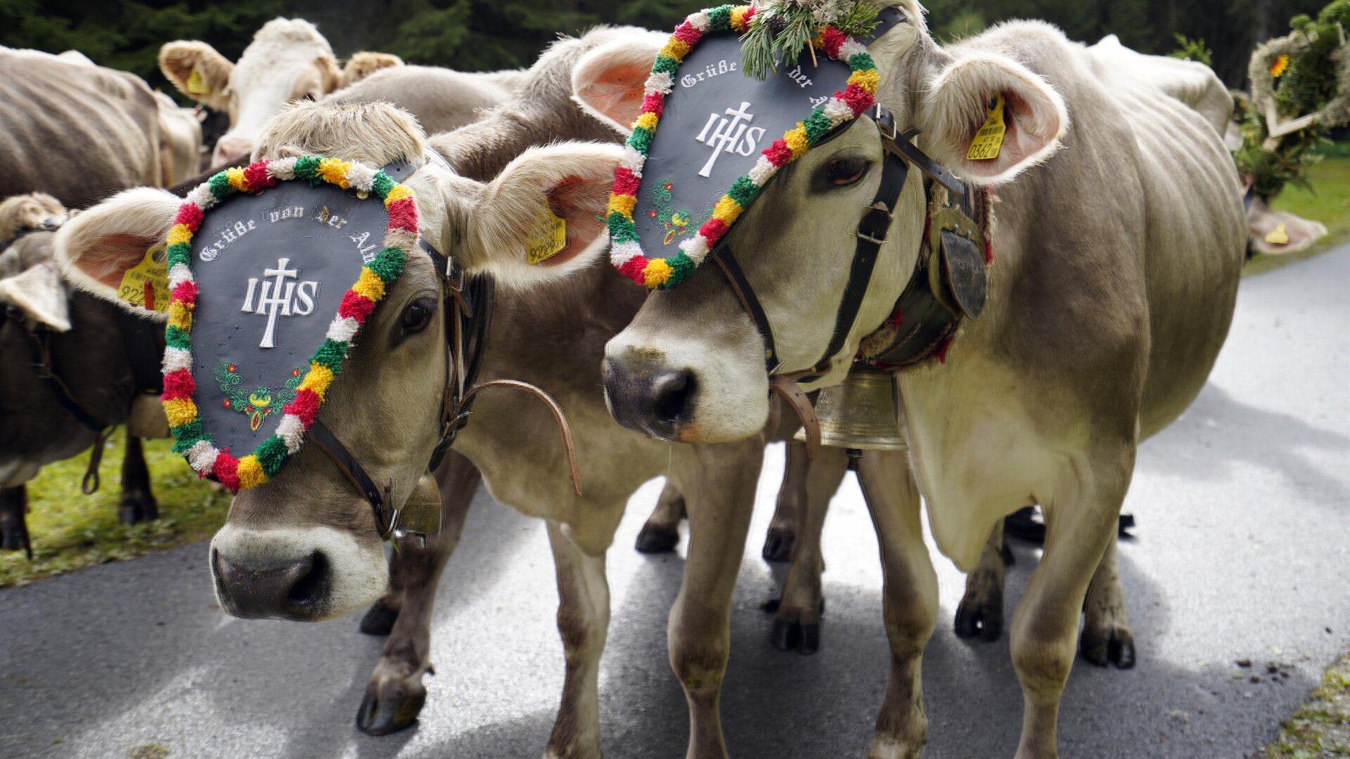 Zwei Kühe stehen auf einer Straße und tragen bunte, geschmückte Halsbänder. Im Hintergrund sind weitere Kühe zu sehen.