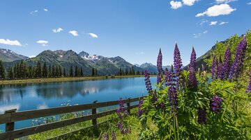 Ein schöner See umgeben von Bergen und grünen Wäldern. Bunte Lupinenblumen wachsen am Ufer.