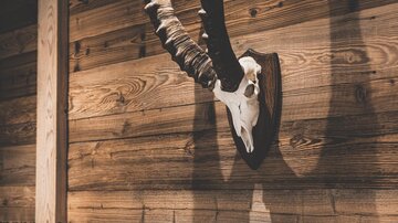 A rustic wooden wall with a deer head. Below it, several wine bottles are placed on a shelf.